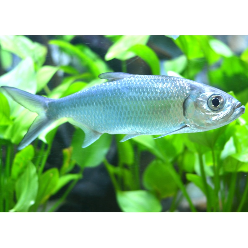 Tarpon - Ox Eye Herring