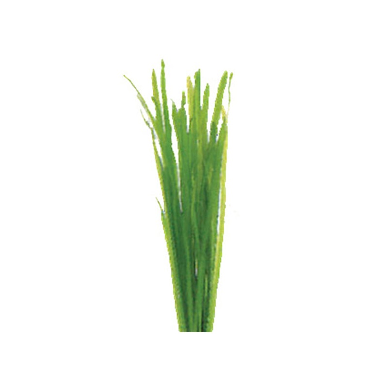 Thin Vallisneria (Pisces)