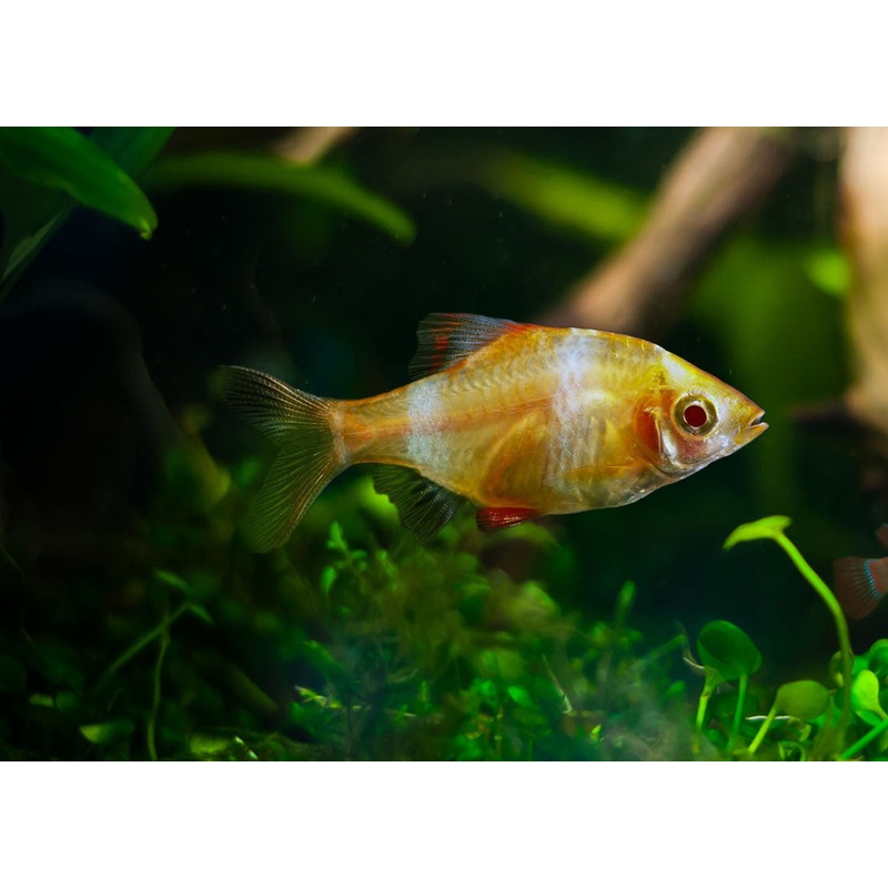 Tiger Barb Golden