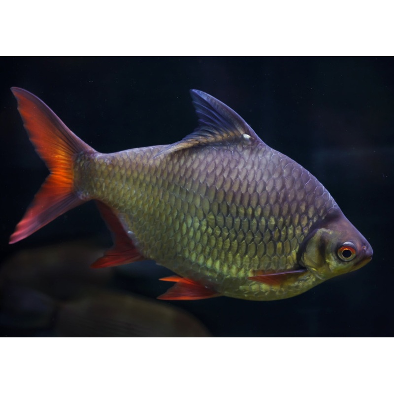 Tinfoil Barb