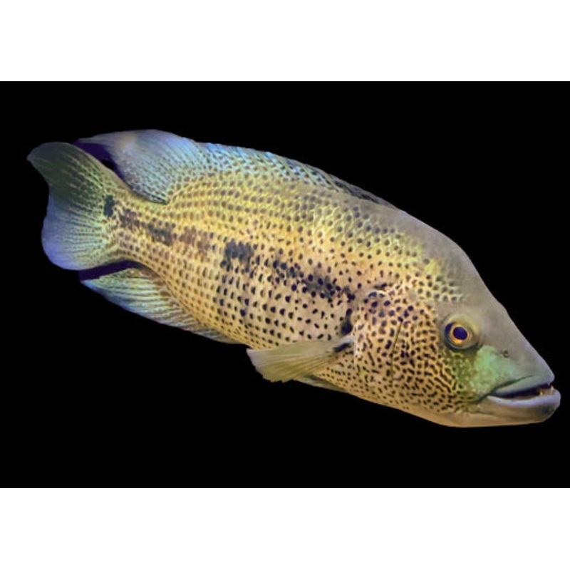 Wolf Cichlid - Dovii