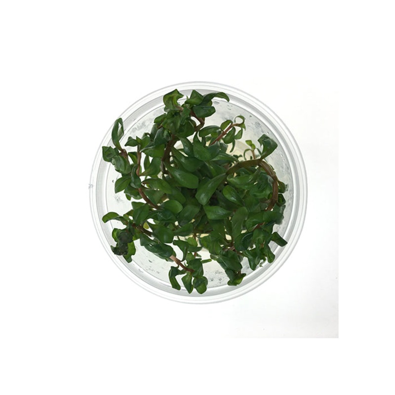Ammania Senegalensis Tissue Culture