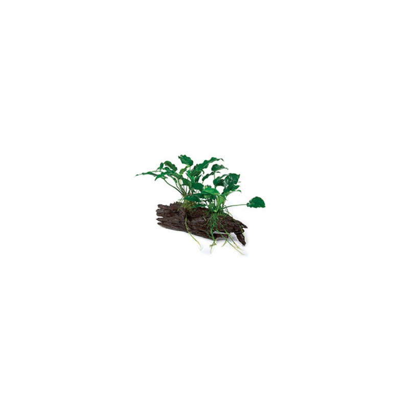 Anubias Emerald Heart & Barteri OT Driftwood Creation