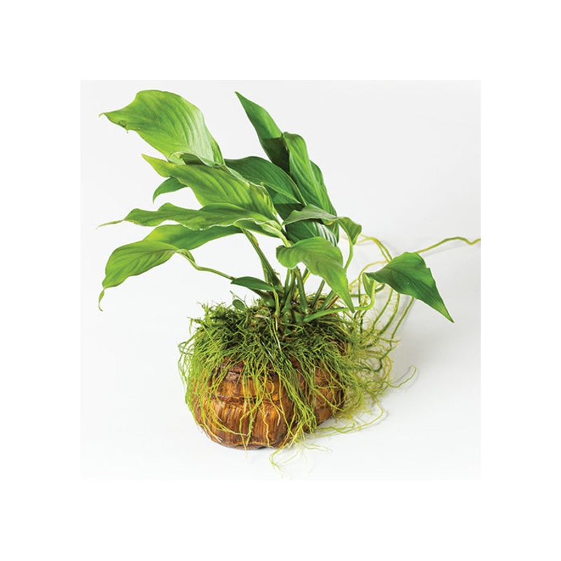 Anubias Tiger Eye Rock Creation