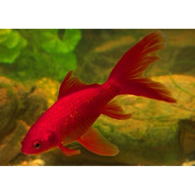 Assorted Goldfish