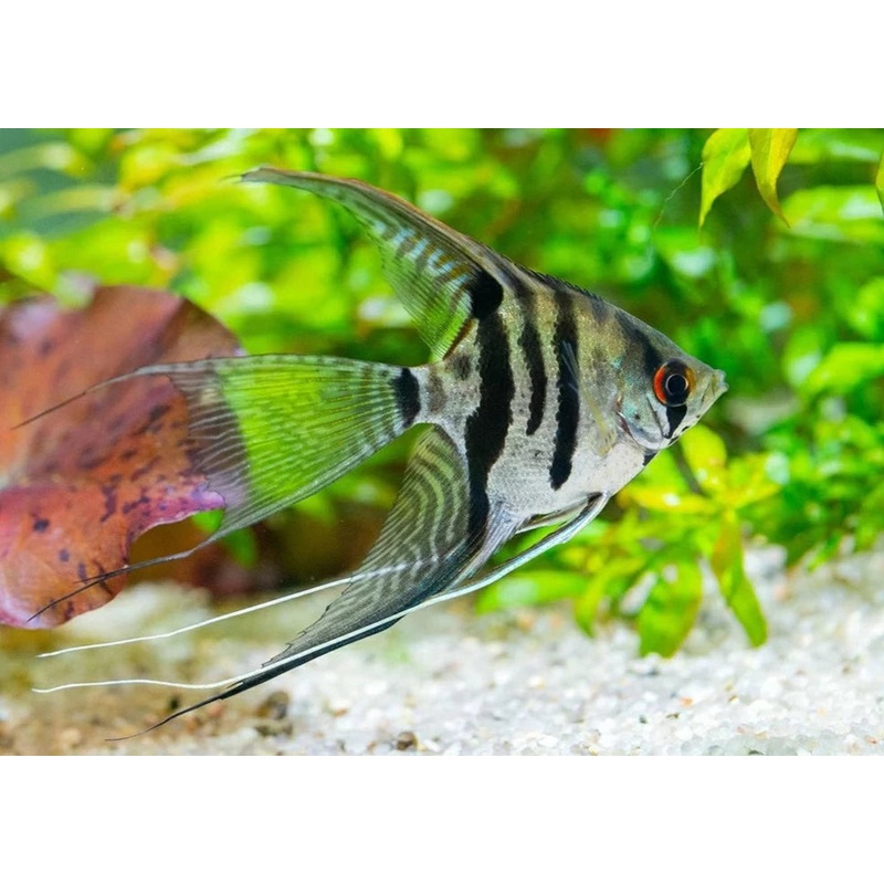 Assorted Veiltail Angel