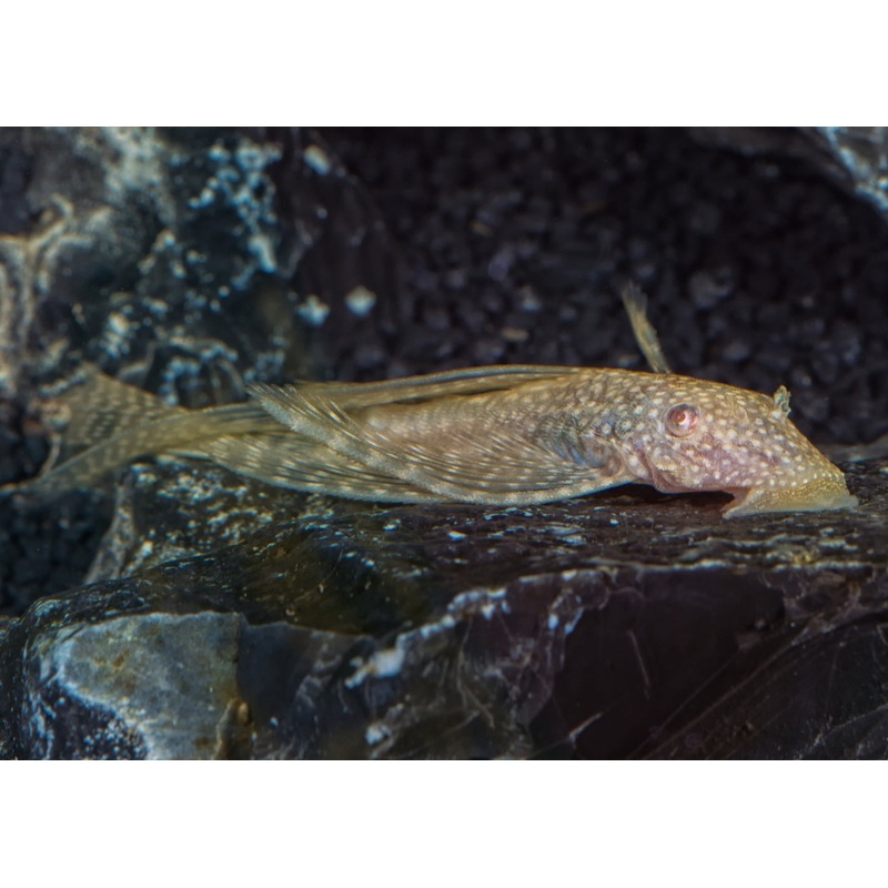 Bristlenose Catfish - Longfin