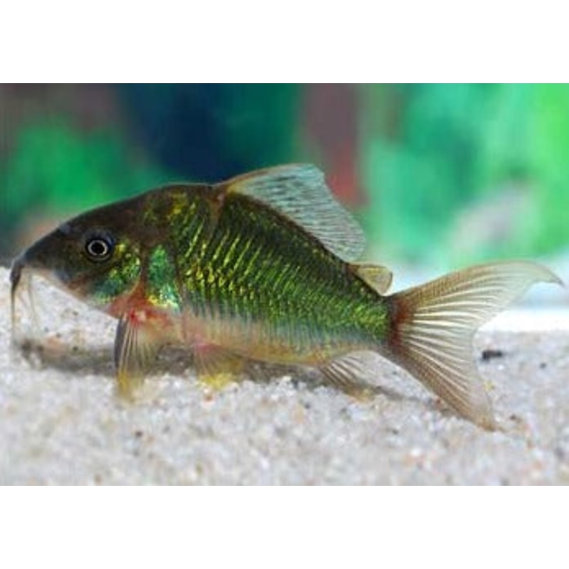 Brochis Splendens Emerald Catfish