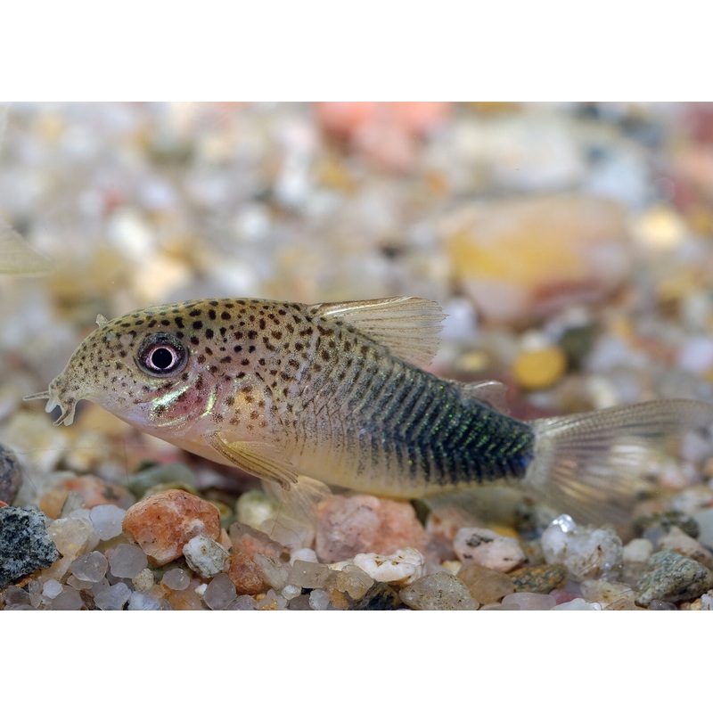 Corydoras Similis