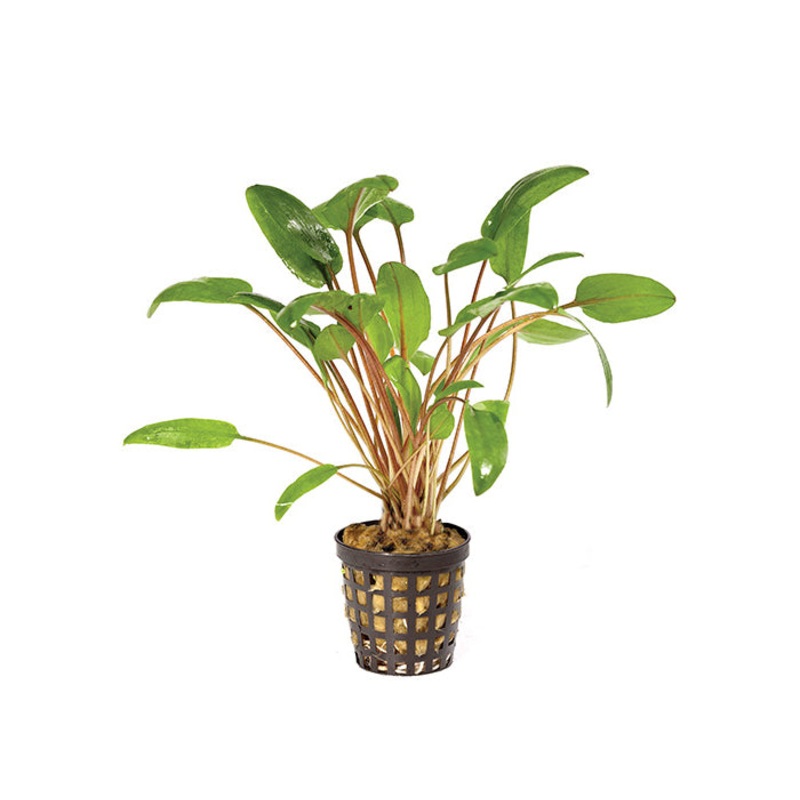 Cryptocoryne (Assorted) in Mesh Pot