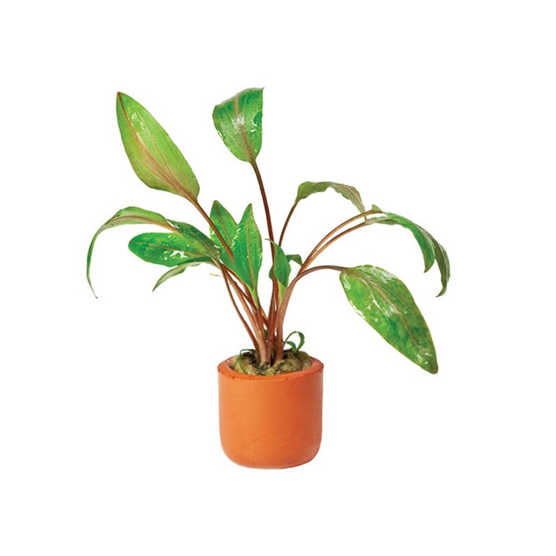 Cryptocoryne Mi Oya in Terracotta Pot