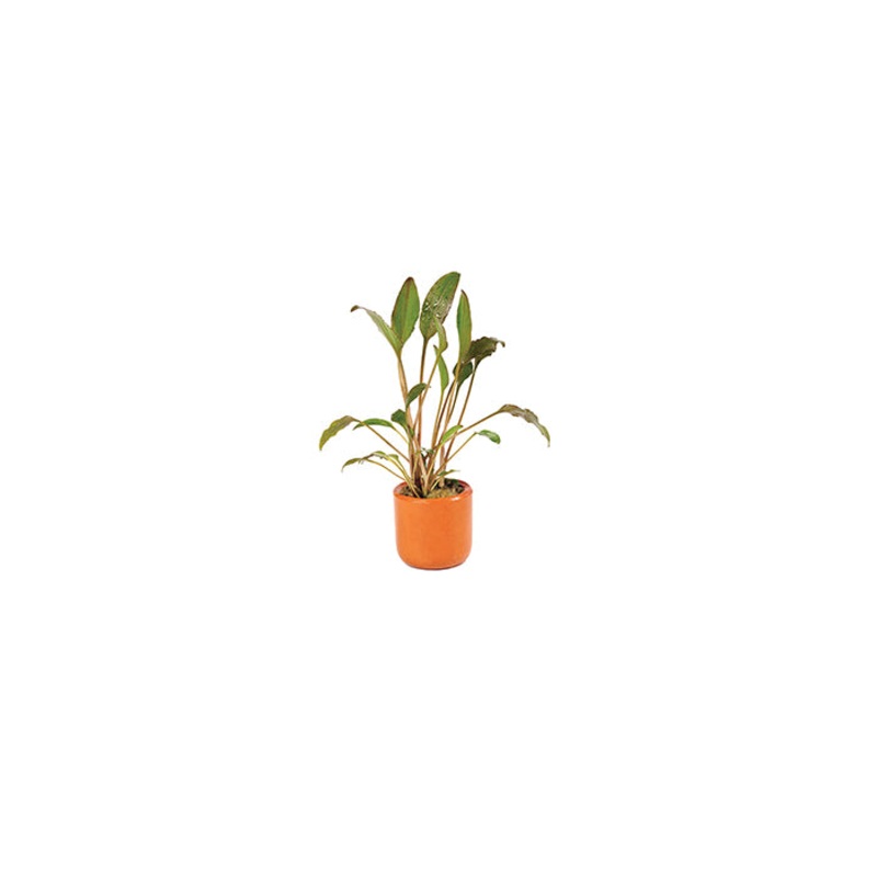 Cryptocoryne Walkeri in Terracotta Pot