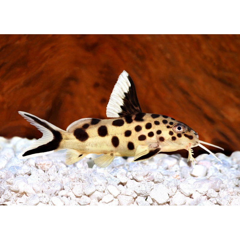 Cuckoo Catfish