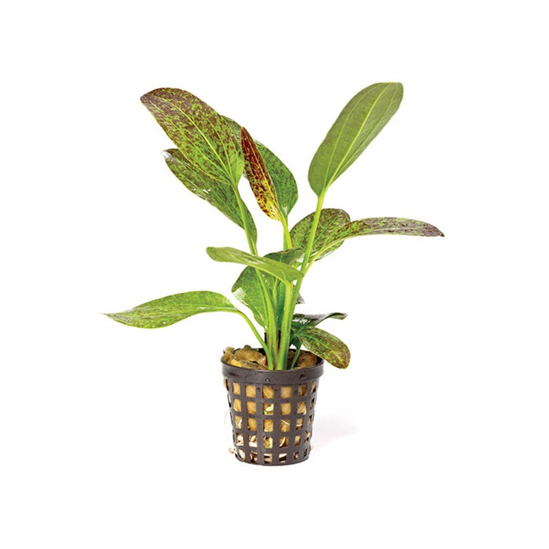 Echinodorus Green Flame in Mesh Pot