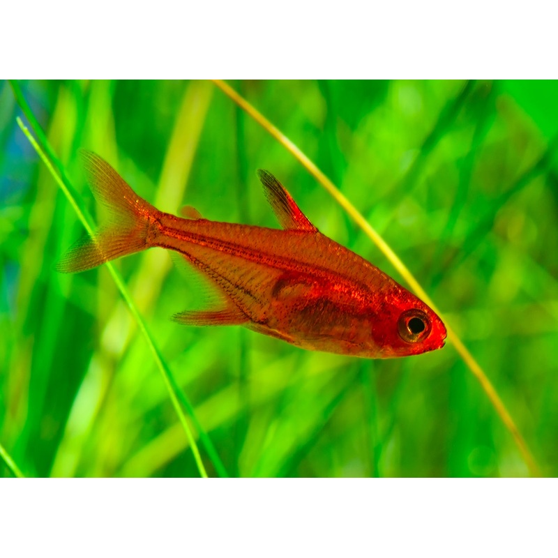 Ember Tetra - Special 6 for $20