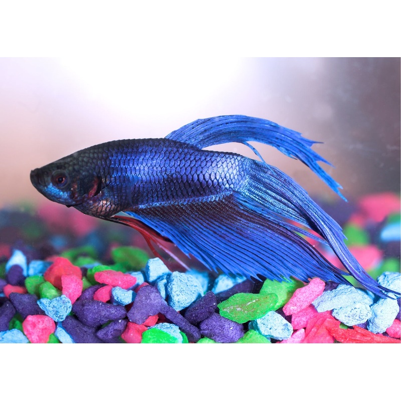 Fighter Male Longfin Blue