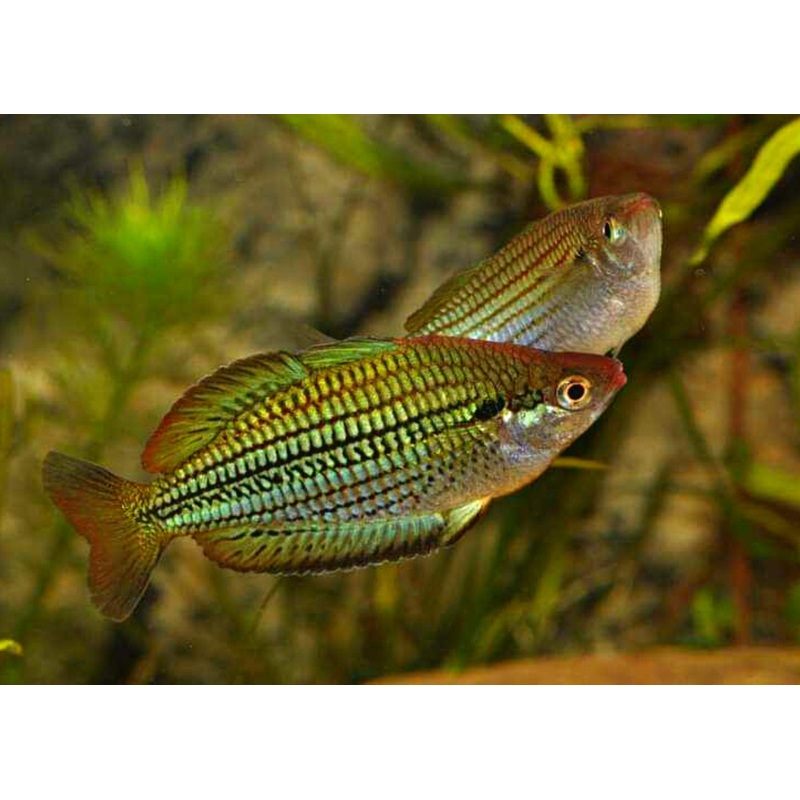 Fly River Rainbowfish - M. sexlineata