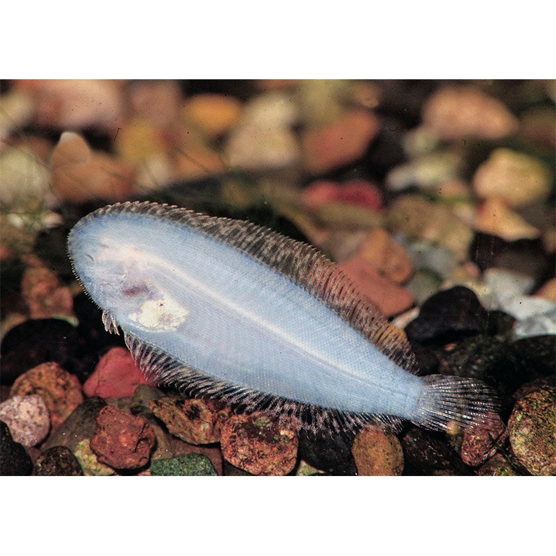 Freshwater Sole