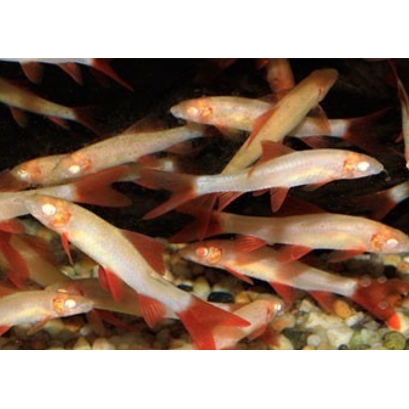 Golden Rainbow Shark