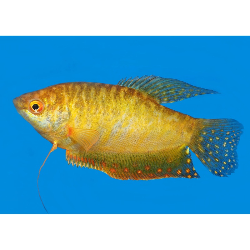 Gourami - Assorted