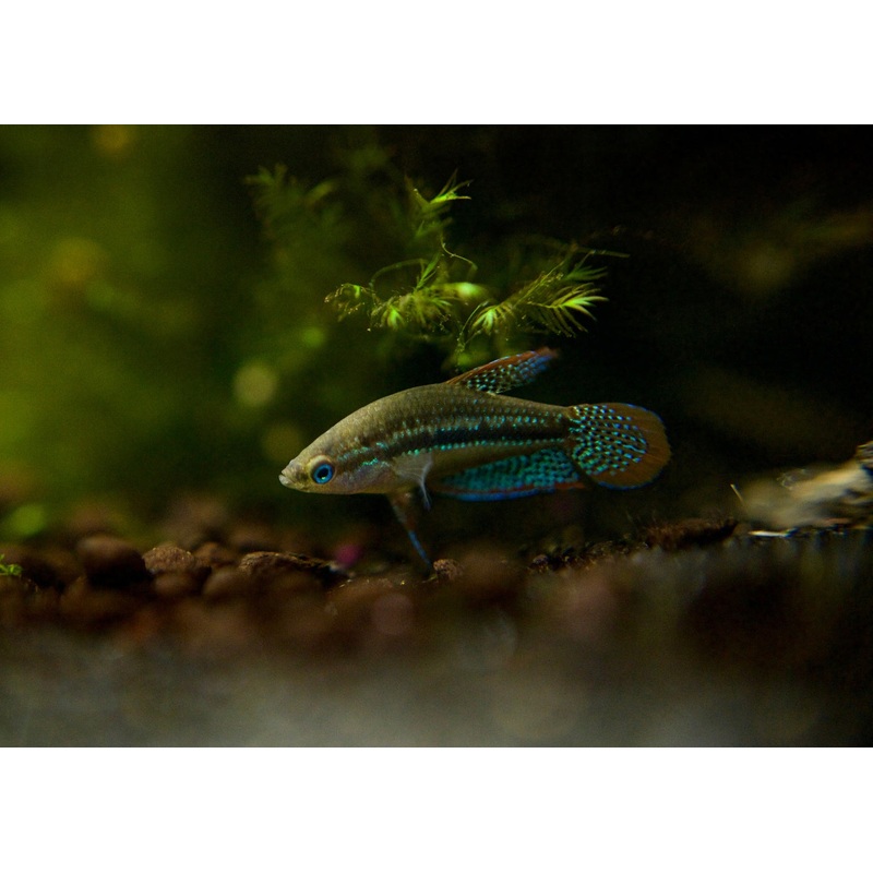 Gourami Sparkling
