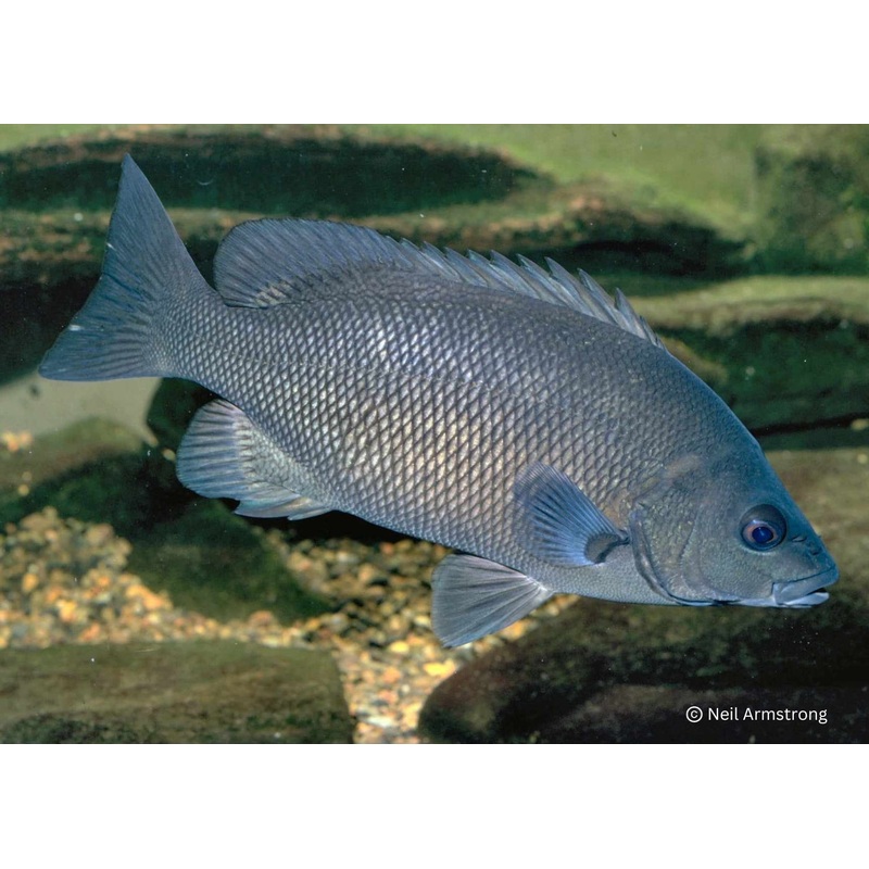 Grunter - Sooty