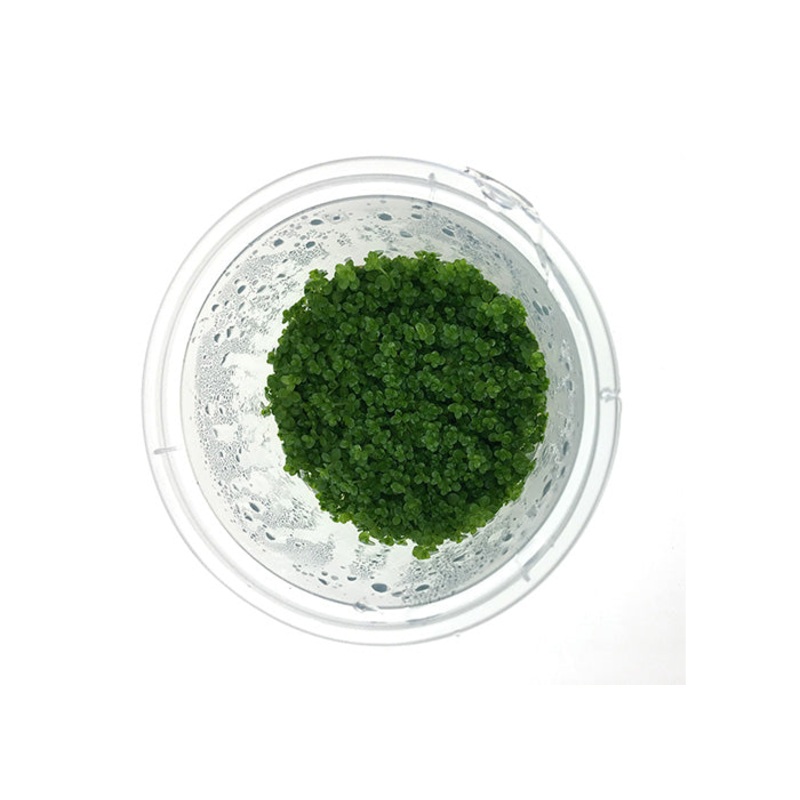 Hemianthus Callitrichoides (Cuba) Tissue Culture