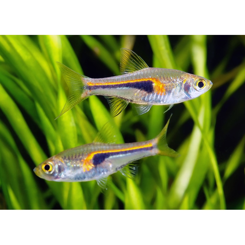 Hengels Rasbora Special (6 for $16)