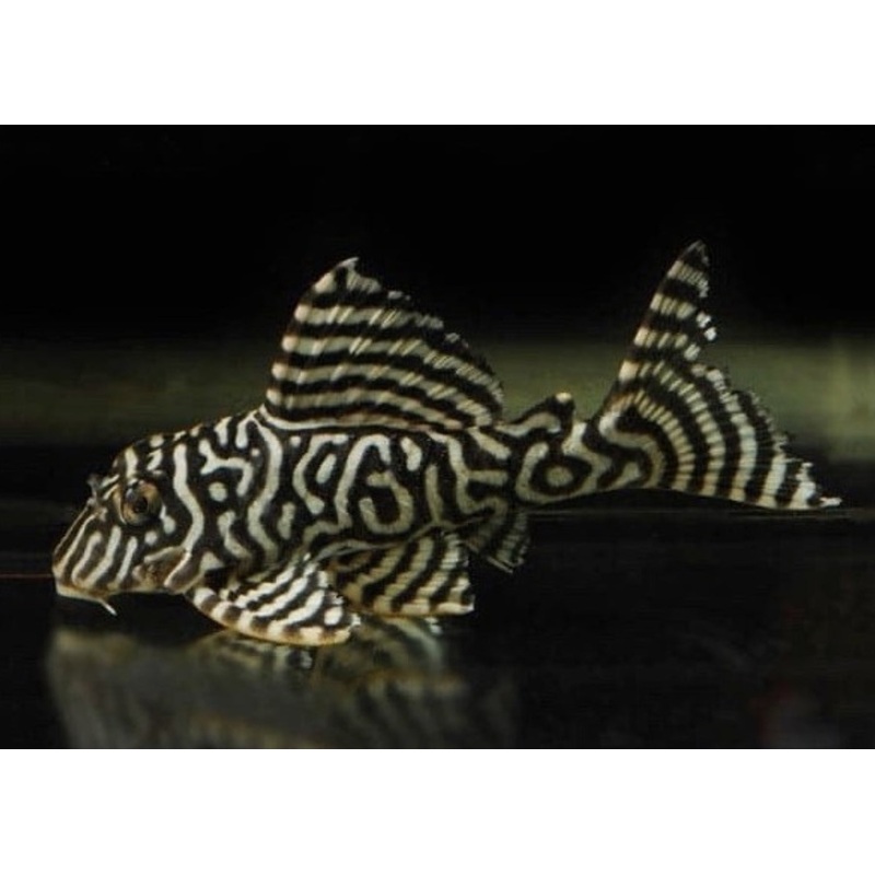 Hypancistrus Sp. L066 (King Tiger Pleco)