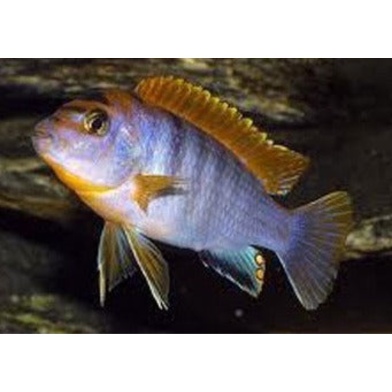 Labidochromis Hongi