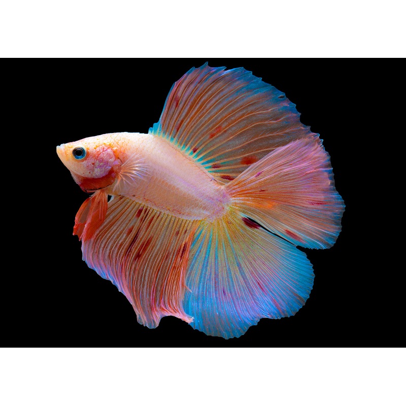 Male Double Tail Halfmoon Betta
