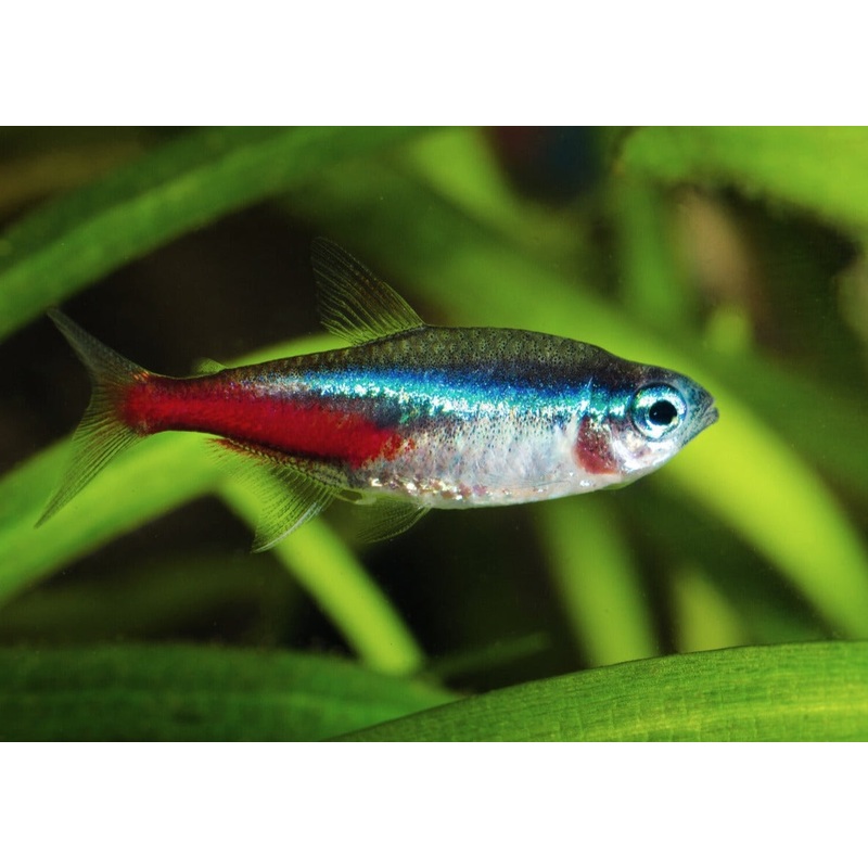 Neon Tetra Special (10 for $25)