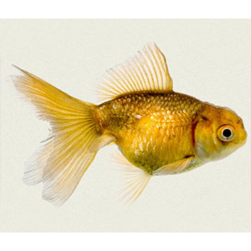 Oranda Bronze