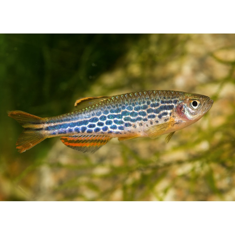Orange Finned Zebra Danio 6 for $15