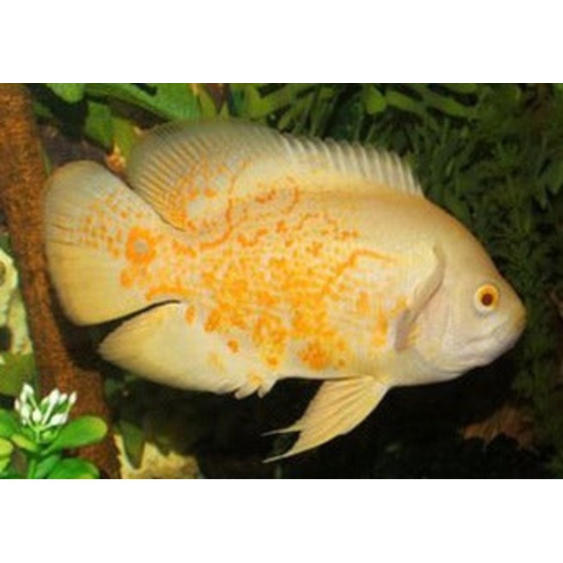 Oscar Albino Red Tiger