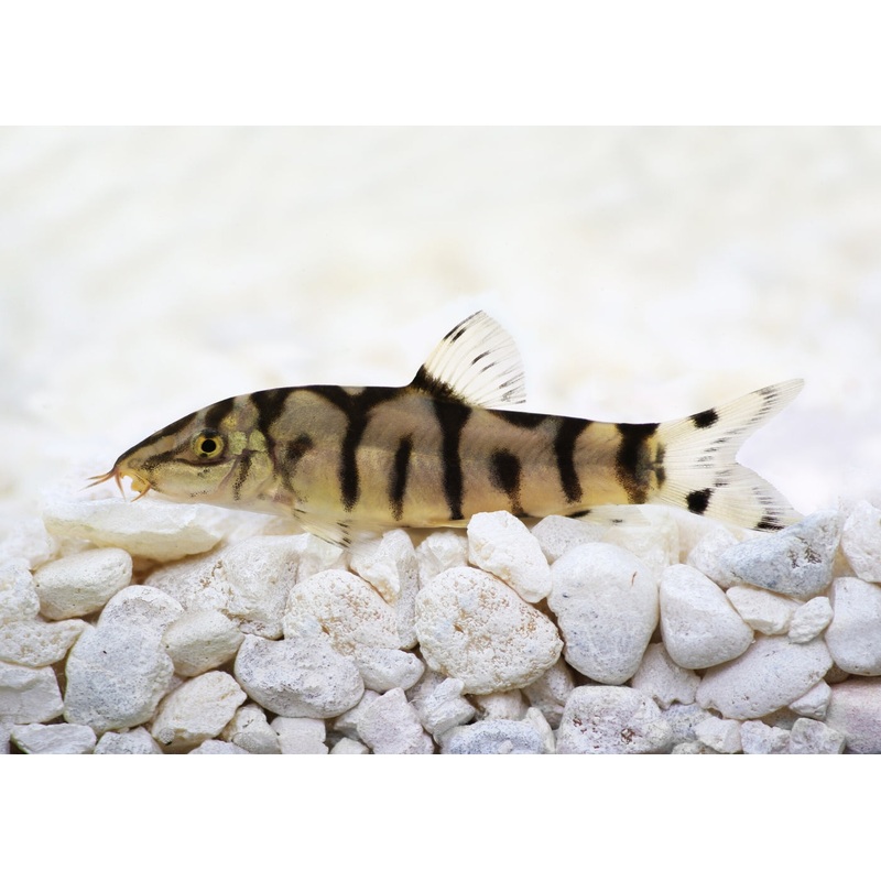 Pakistani Loach