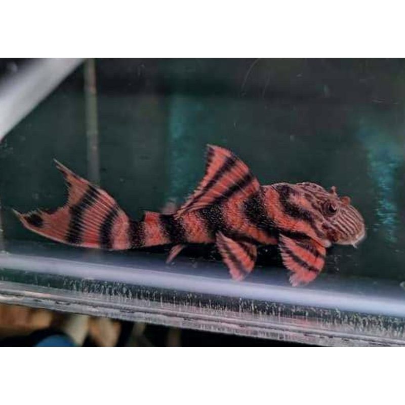 Panaqolus sp. L397 - Alenquer Tiger Pleco