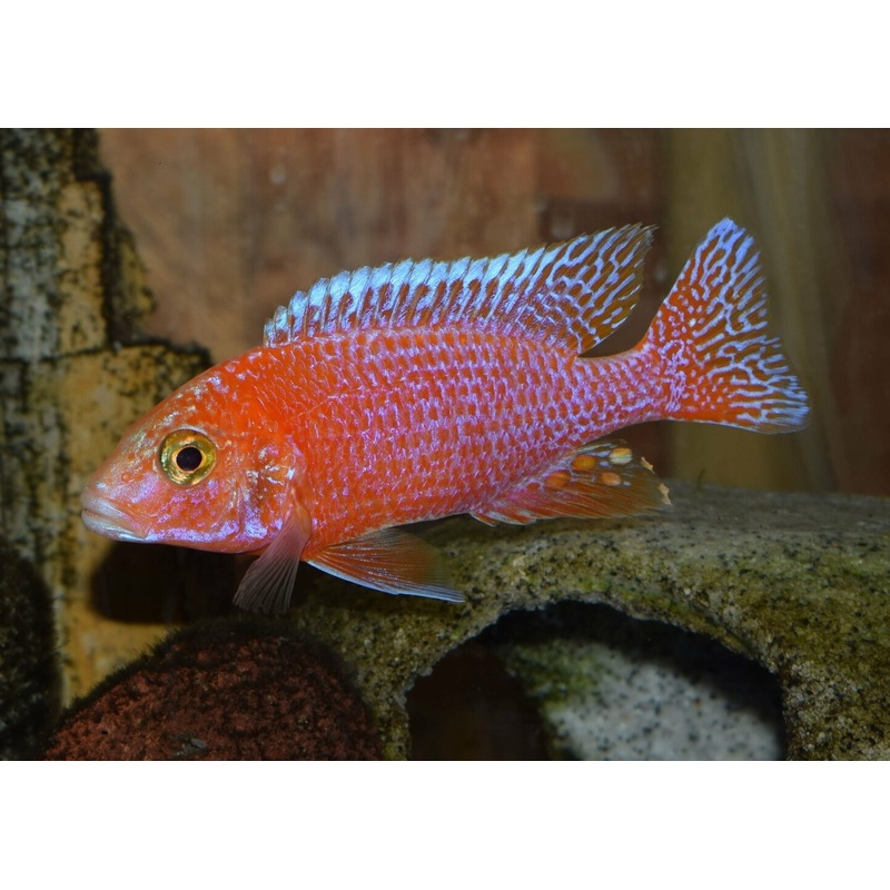 Peacock Cichlid - Strawberry