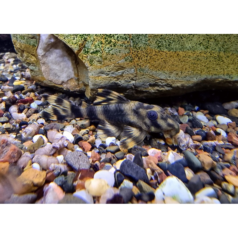 Peckoltia Lineola L202 - Trio (2male + 1female)