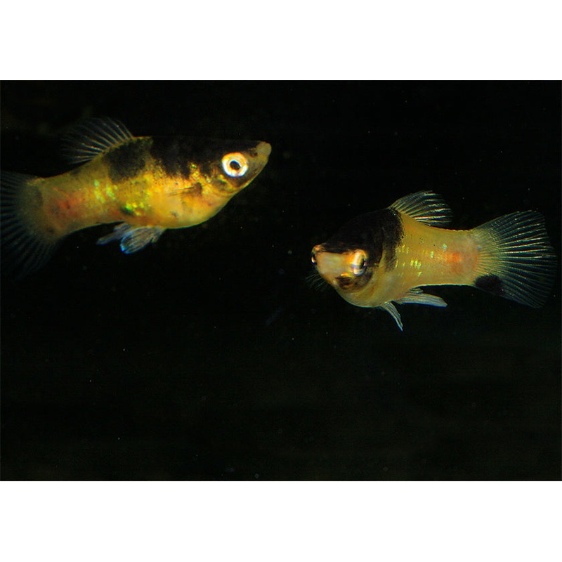 Platy Panda