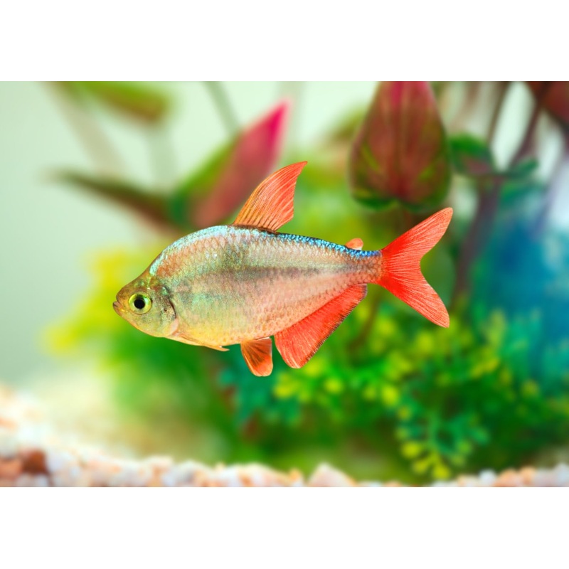 Red Blue Colombian Tetra Special (6 for $25)