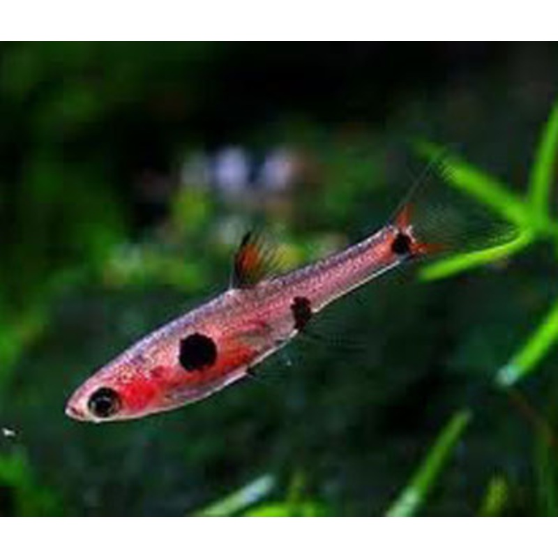Spotted Rasbora