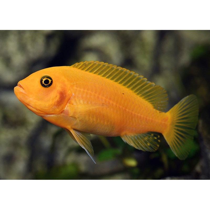 Zebra Cichlid - Red - Pulu Point