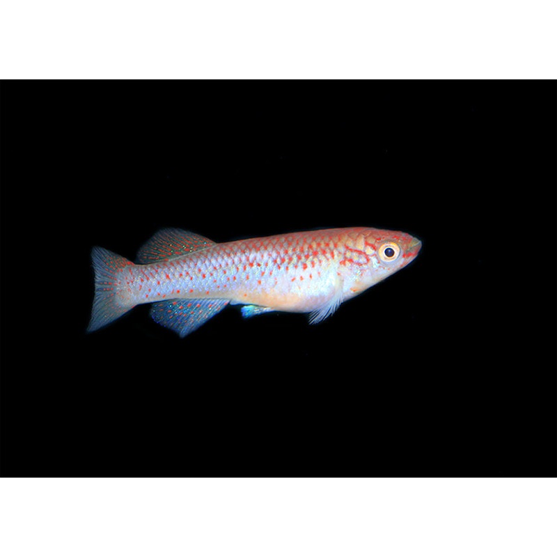Aphyosemion Gardneri
