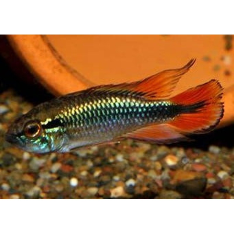 Apistogramma Agassizi