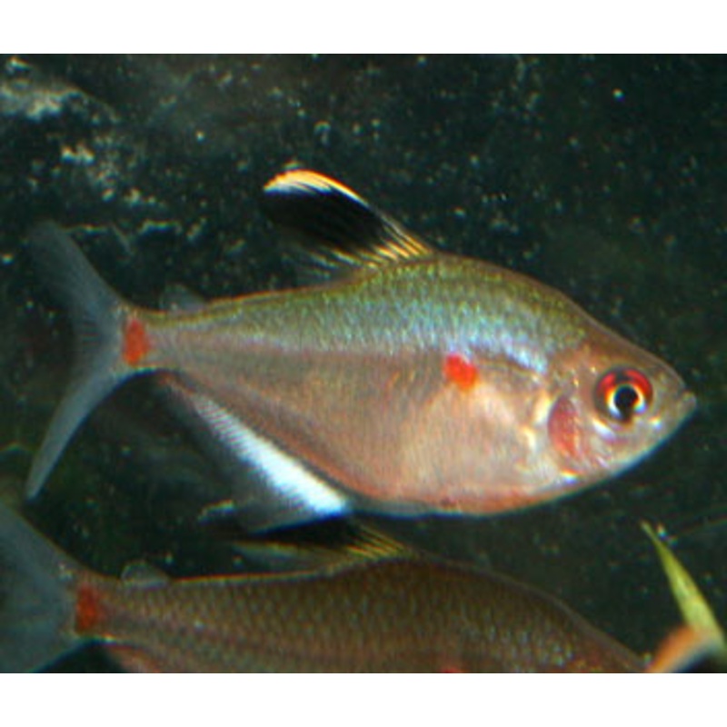 Bleeding Heart Tetra - Peru