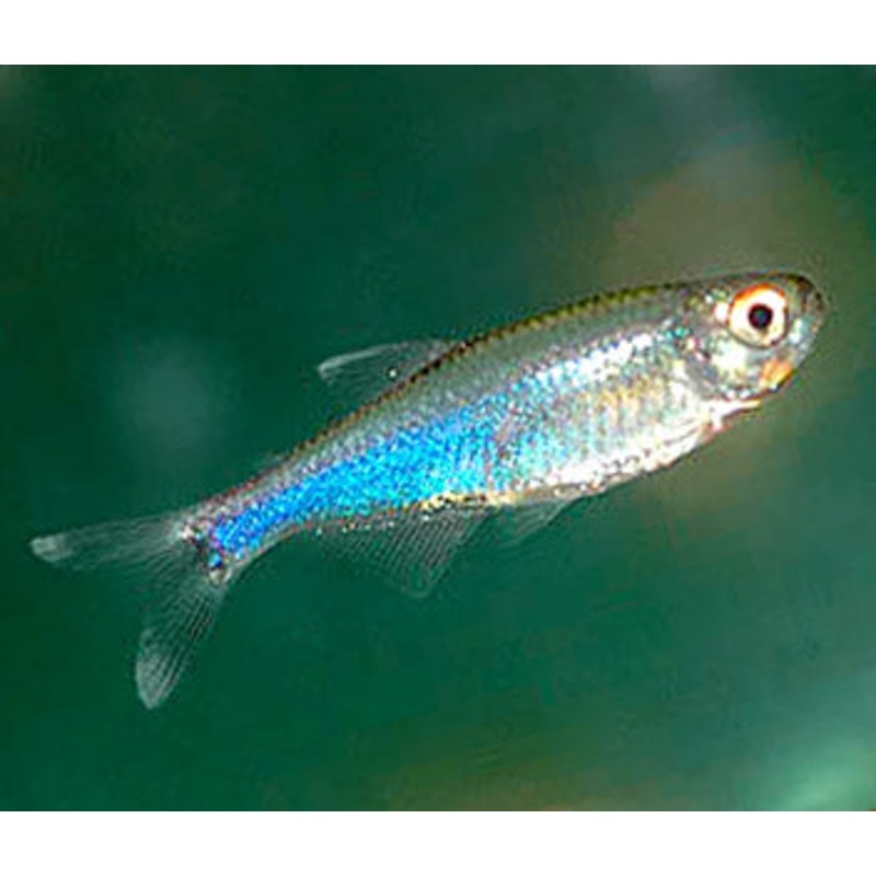 Blue King Tetra