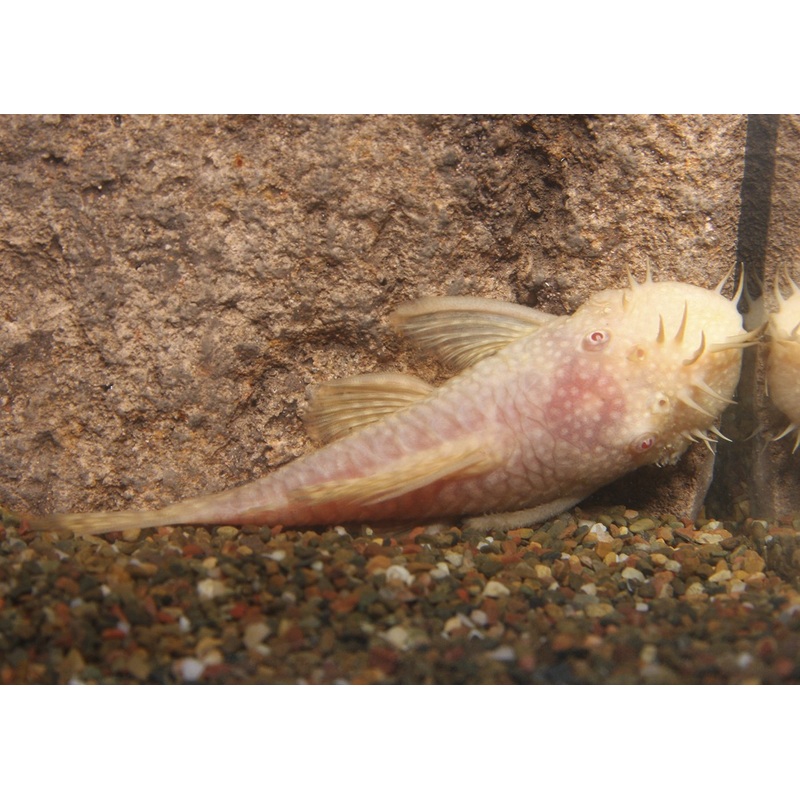 Bristlenose Catfish - Albino