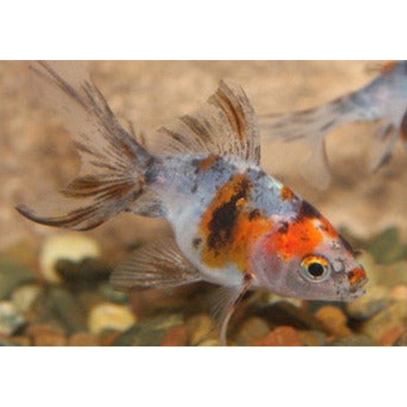Calico Fantail