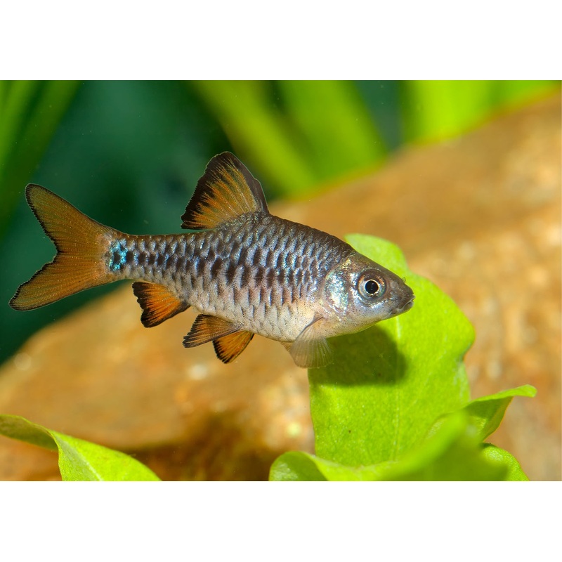 Checker Barb
